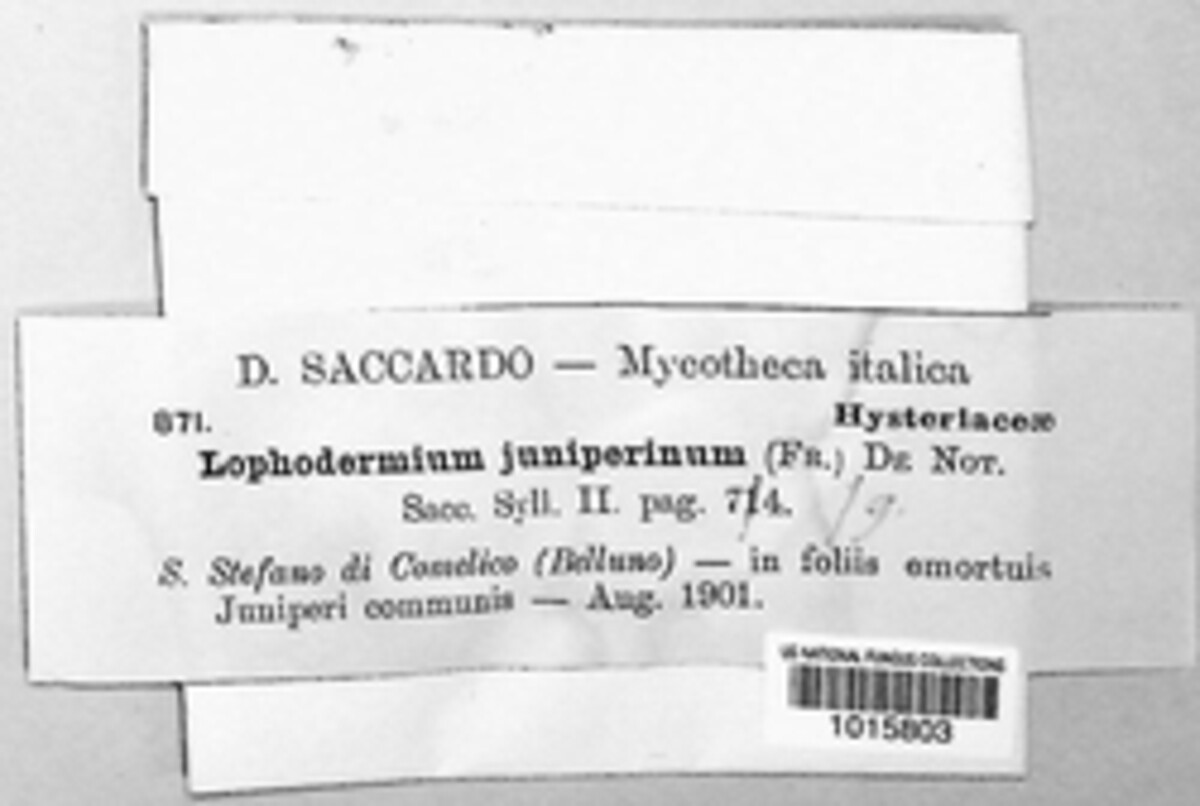 Lophodermium juniperinum image